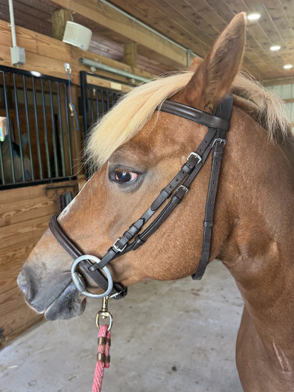 Brown leather schooling bridle pony-cob